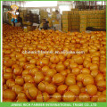 Export Russland Chinesisch Frische Honig Pomelo